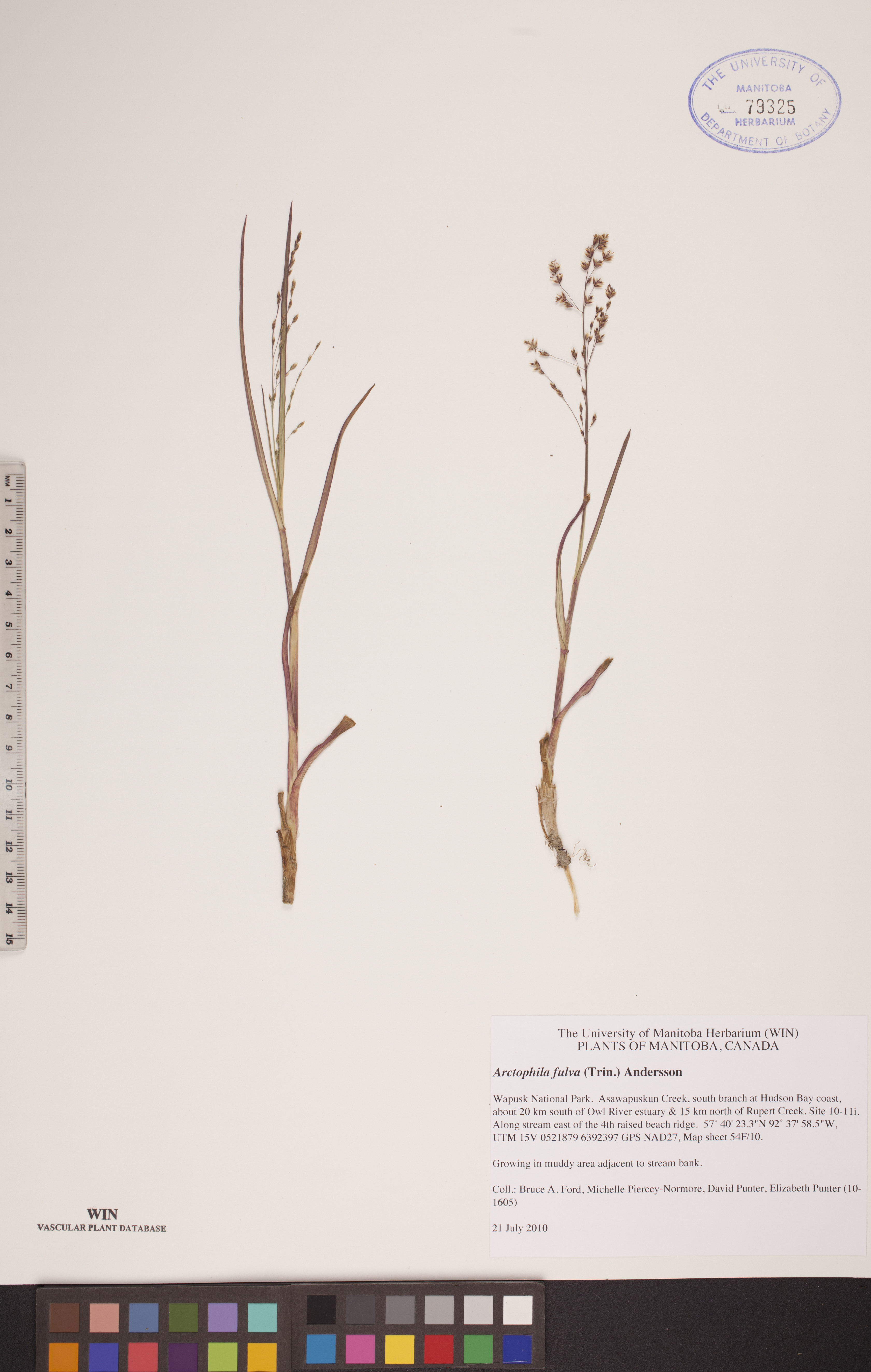 Arctophila fulva image